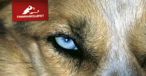 Finnmarksløpet logo tag with husky dog